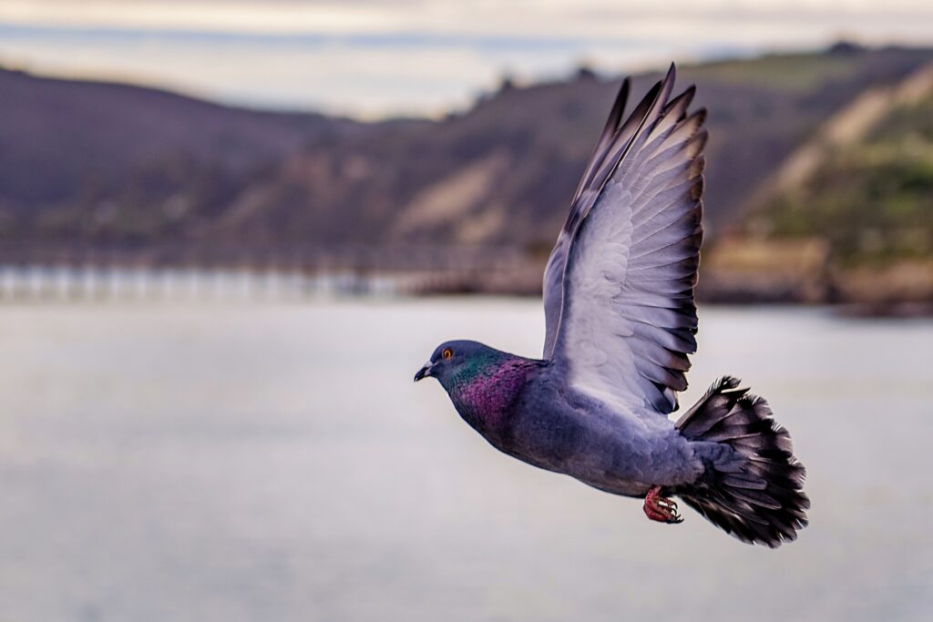 pigeon_front_fly